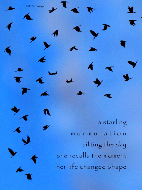 A Starling Murmuration-2.jpg
