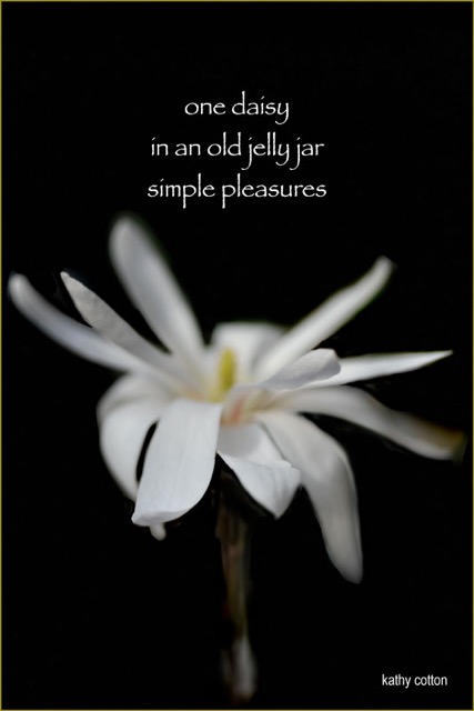 kcotton.wilddaisy.jpeg