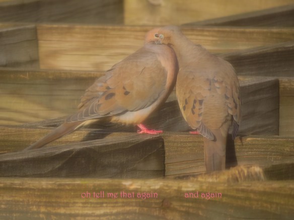 oh tell me that again....jpg