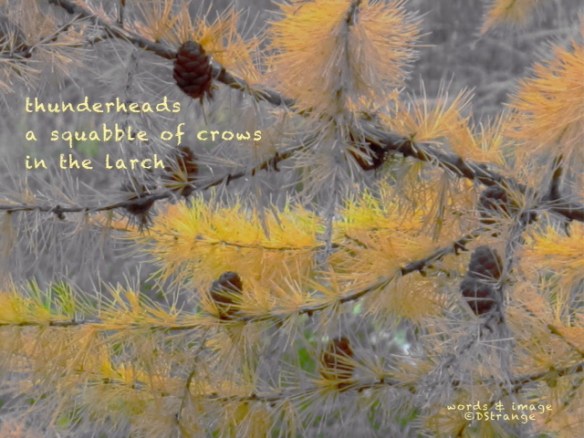 thunderheads.jpg